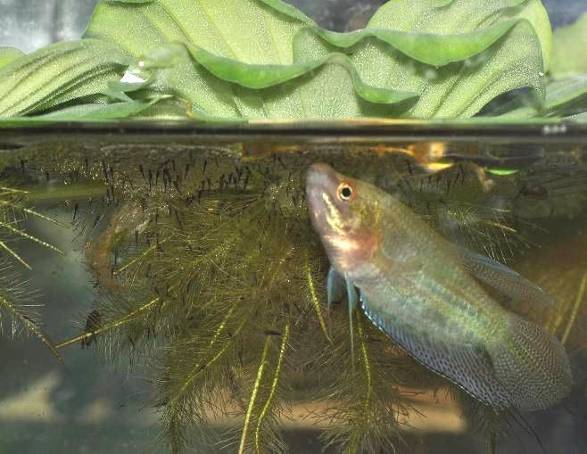This is the first time, this native fish species has been successfully bred and released under the programme titled Breeding and release native fishes to the wild started in February 2010 by WAR.