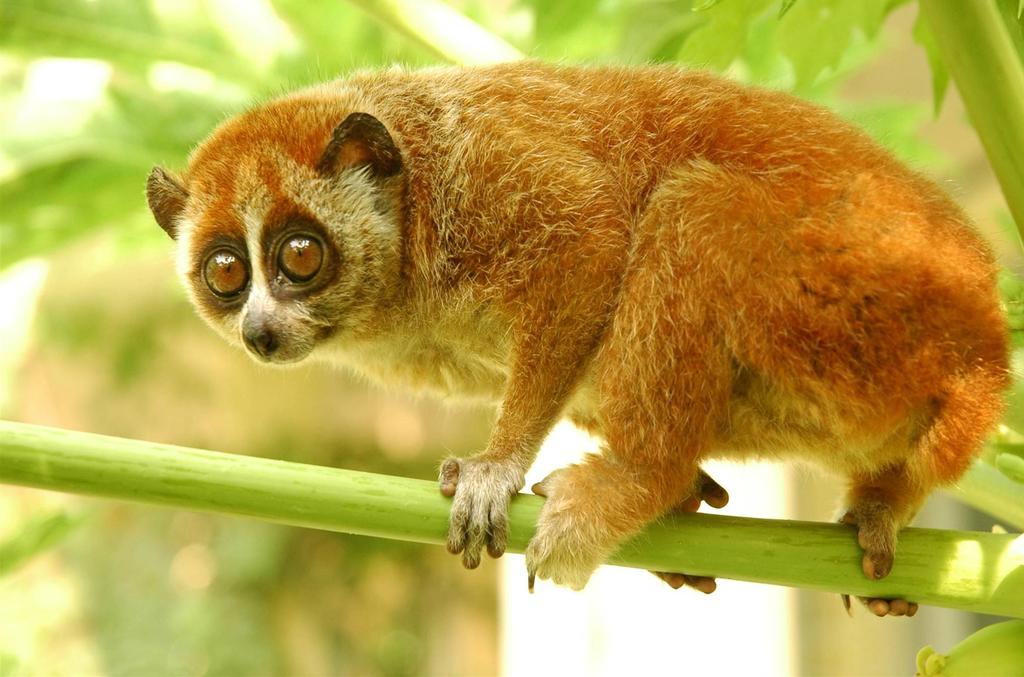 Wildlife zoom Pygmy Loris (Nycticebus pygmaeus) This strange looking mammal actually belongs to the primate family. Lorises are nocturnal and omnivorous animals.