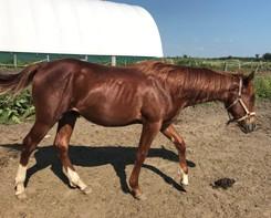 ..it breaks my heart to do this LOT 74 MOON EYED THOR Consignor: Rainey, Candice REG APHA - STUD COLT May 29 2018 SIRE: MONEY EYED MAGIC DAM: BADGER ME HONEY Thor is a wonderful well built colt with