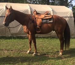 LOT 86 HE'S SI N LAZY Consignor: Smith, Duane QUARTER HORSE - GELDING Apr 29 2013 SIRE: Playin Lazy DAM: Dee Royal Scarlet 5 year old Sorrel gelding, Zips Chocolate Chip breeding, 15.3hh.