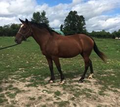 LOT 100 JASE Consignor: Carson, David MINIATURE PONY - STALLION Dun Miniature Pony Stallion. Teenager. Quiet and easy to handle but very active.