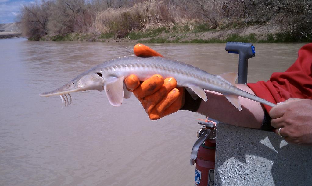 Differentiating hatchery from wild origin shovelnose sturgeon, Yellowstone cutthroat trout, channel catfish, and kokanee salmon in Wyoming fisheries and identifying natal origins of Burbot in