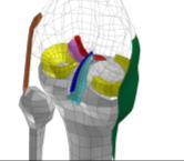of the individual knee ligament, and 4-point bending of an isolated knee joint.