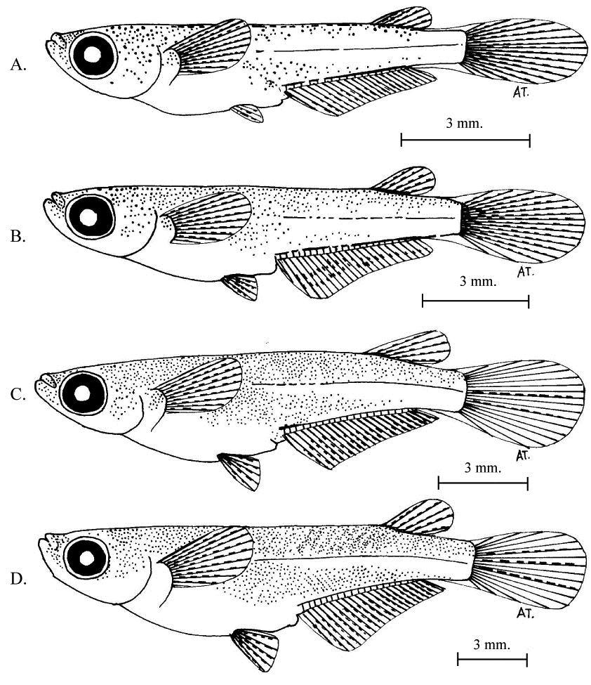 TERMVIDCHAKORN AND MAGTOON IDENTIFICATION OF THAI RICEFISH 81 FIGURE 5. The developmental stages of the pectoral-fin spot medaka (Oryzias pectoralis) from artificial breeding. A, 12.
