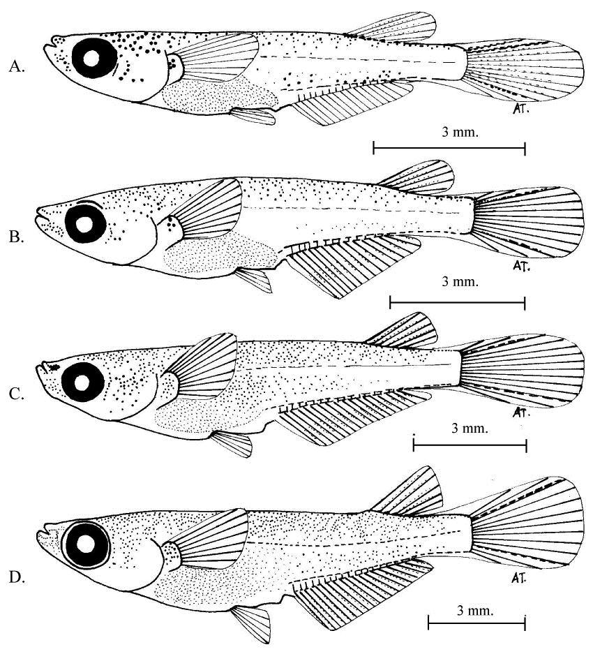 TERMVIDCHAKORN AND MAGTOON IDENTIFICATION OF THAI RICEFISH 83 FIGURE 7. The developmental stages of the Songkharm river ricefish () from artificial breeding. A, 10.6 mm long 12-day old larvae; B, 11.