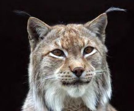 A Predator Comes To Ontario Southwind Lynx Real p,2,1:51.4, 3,1:48.3-1:52.