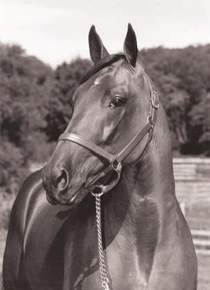 BROADWAY HALL Sire of Hambletonian winner Broad Bahn, sire of 2-year-old trotting colt and PA Sire Stakes Champion Stormin Normand and 3-year-old