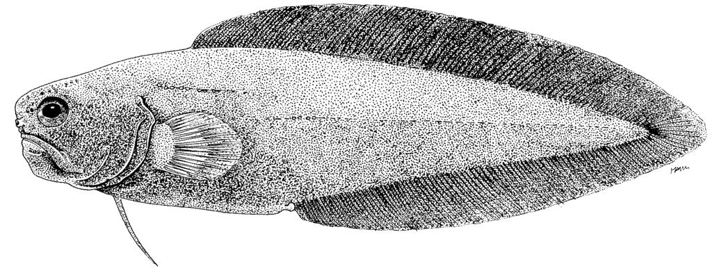 Ophidiiform Fishes of the World 111 Number of recognized species: 1. Fig.