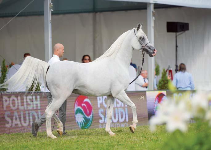 Silver Medal Yearling Male Fuerte Shanghai E.A.