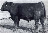 Keynote s Dam - The D05 cow is the matriarch on the bottom side of the pedigree for Lots 1, 7, 18 and 19 plus others.