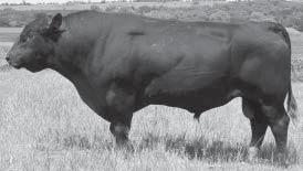 01 This was a rugged easy keeping bull that did an outstanding job for us He sired moderate birth weights Excellent performance and productive daughters Frenzen Uptime U37 S A F Fame G D A R Forever