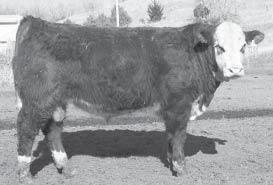 Yealing Polled Hereford Bulls This is an outstanding set of bulls that can work for both purebred and commercial operations. As in the past the Frenzen bulls have seen No Creep.