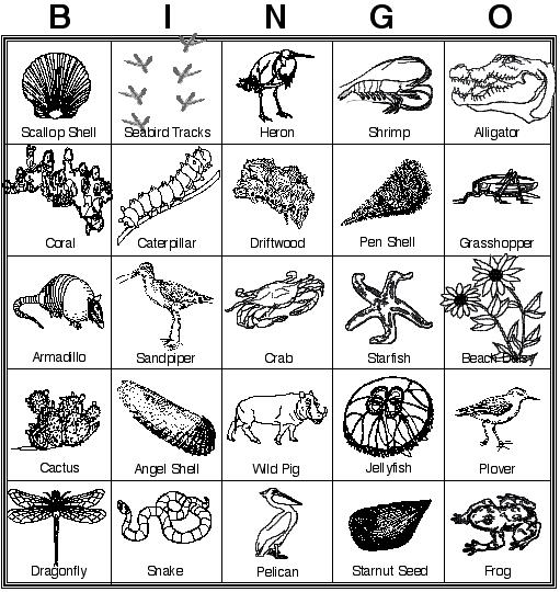 Seashore BINGO! Here s a Bingo game that you can play. Each of these things can be found somewhere in the park.