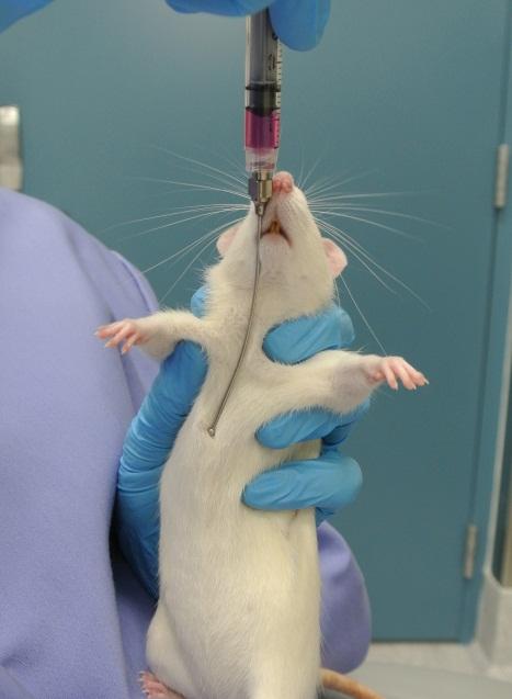 NOTE: If using a needle that is too long, there is a greater chance of injuring the animal by damaging the esophagus.