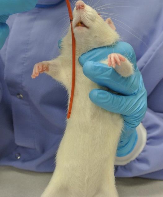 Rat measuring the distance from oral cavity to xiphoid process Metal Gavage Needle showing distance to be inserted Rubber Feeding Tube tube is marked at the