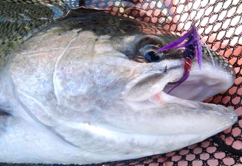 Factors that affect steelhead and salmon catch and