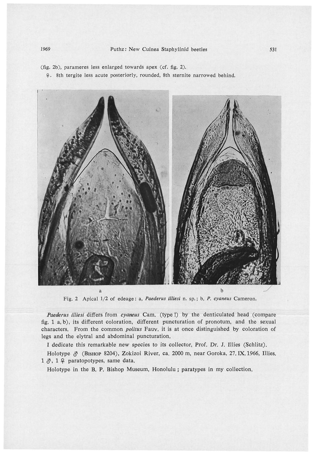 1969 Puthz: New Cuinea Staphylinid beetles 531 (fig. 2b), parameres less enlarged towards apex (cf. fig. 2). $. 8th tergite less acute posteriorly, rounded, 8th sternite narrowed behind. a b Fig.
