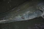 Neopterygii all others North and Central America Neopterygii Holostei Bowfin and