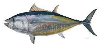 Bluefin tuna: Background information Managed by International Commission for