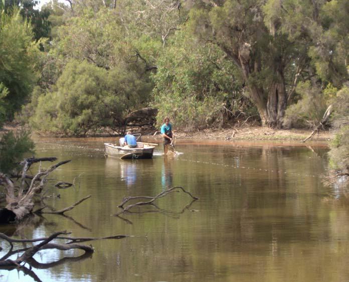 The electrofisher was deployed from a boat ~5 m upstream of the Bussell Hwy Bridge to immediately downstream of the Old Butter Factory slot boards (Figure 1), during which time the majority of this