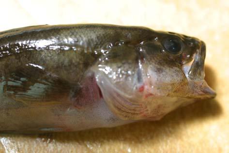PCR. The other fish with only a globular-like surface spot returned negative results.