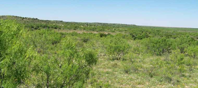 Mesquite is found in moderate to