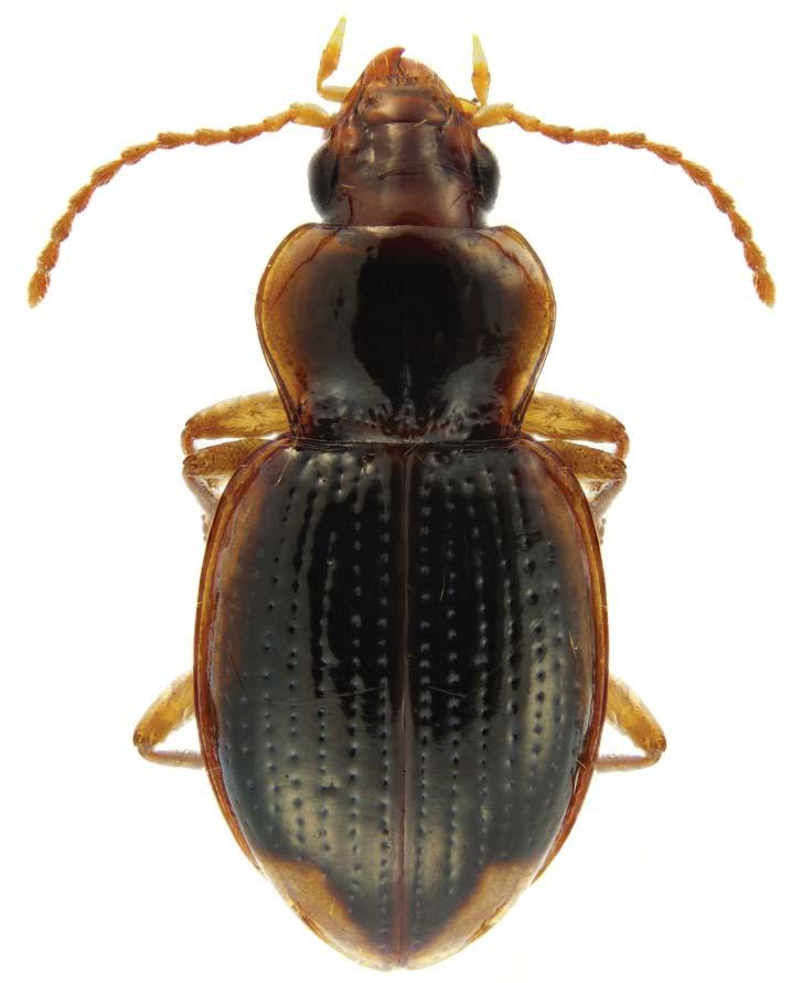 INSECTA MUNDIA Journal of World Insect Systematics 0594 Synopsis of the tribe Zolini in New Zealand (Coleoptera: Carabidae) André Larochelle and Marie-Claude Larivière New Zealand Arthropod