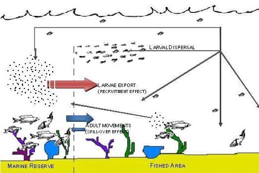 Figure 1: The figure shows the potential influence of a marine reserve on the surrounding environment; inside the reserve where fish are protected from hunting it is suggested that the population