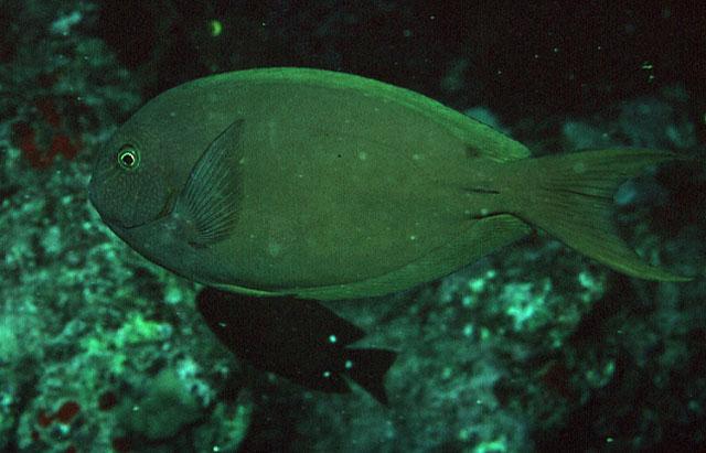 2 18 16 14 12 1 8 6 4 2 26 211 PARROTFISH Scaridae Parrotfish feed on the algae complexes growing on the exposed seabed.