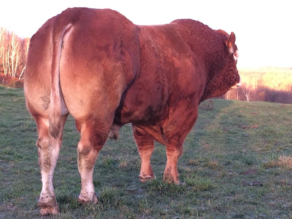 Alain bought famous CASIMIR, f r o m Mazaleigue in the Corrèze during a sale o r g a n i z e d b y K B S Genetic in 2008, is the bull who gave a real bend