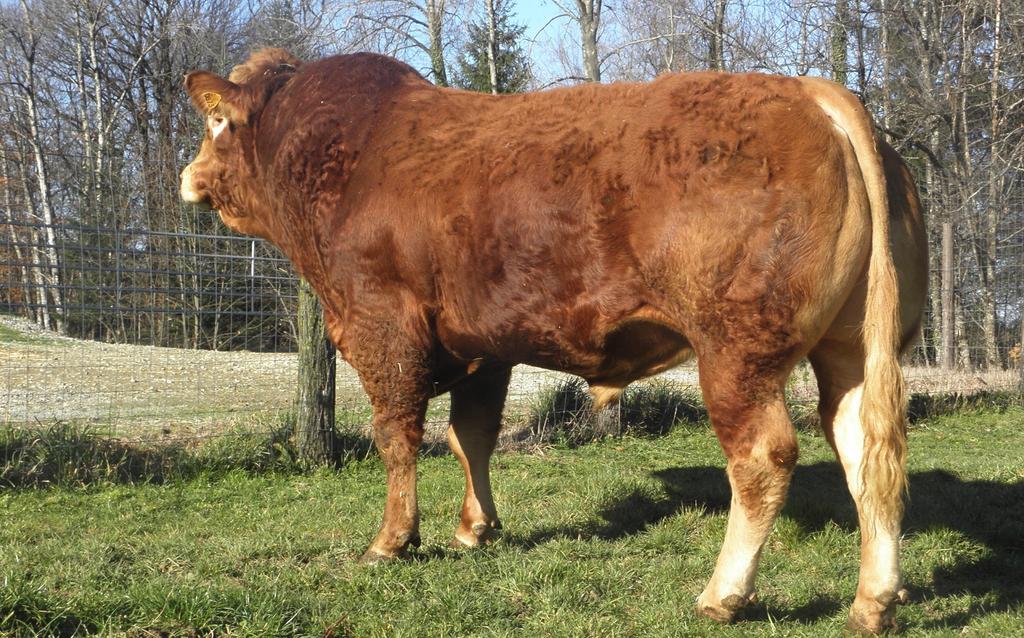HERCULE Pp: a mixed type bull with very good pelvis Finally, Alain puts big hopes in a polled bull coming from the GAEC especially