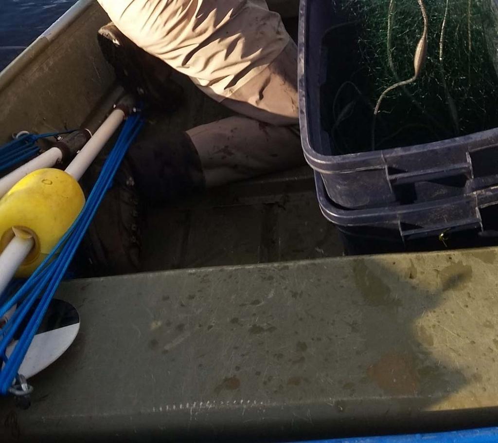 Judd checking a gill net