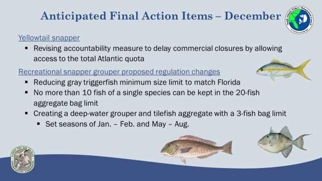 In December, the Council is expected to take final action to revise the commercial yellowtail snapper accountability measure (AM), which may lengthen the fishing season.