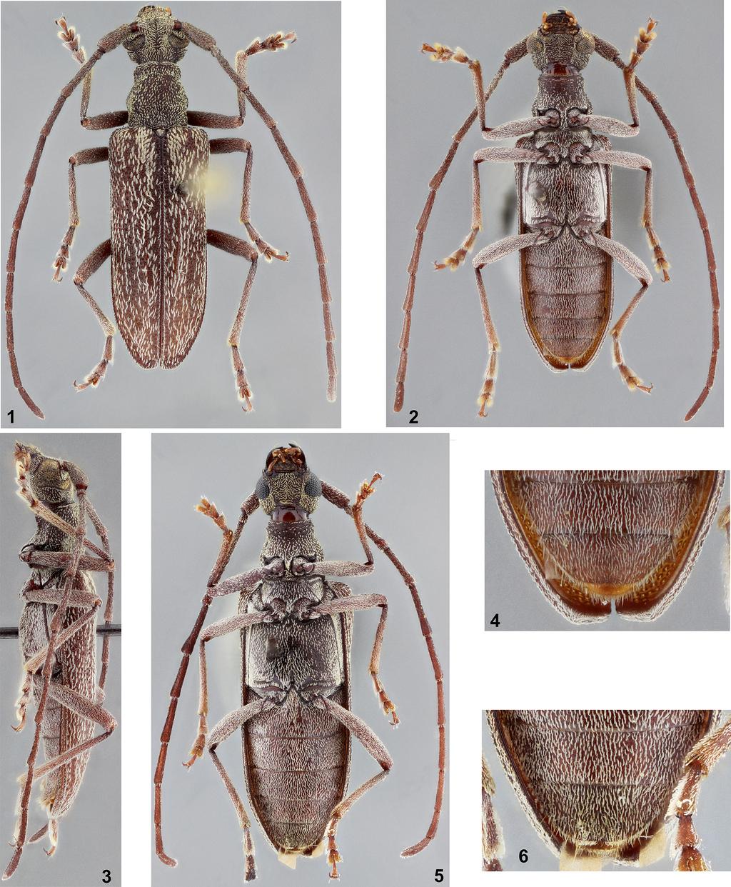 A synopsis of American Caraphia Insecta Mundi 0683, December 2018 3 Figures 1 6. Caraphia squamosa. 1 4) Male: 1) Dorsal habitus.