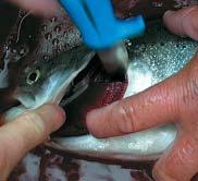 3 Bleeding The highest quality fish are bled as this minimises blood traces in the fillet.