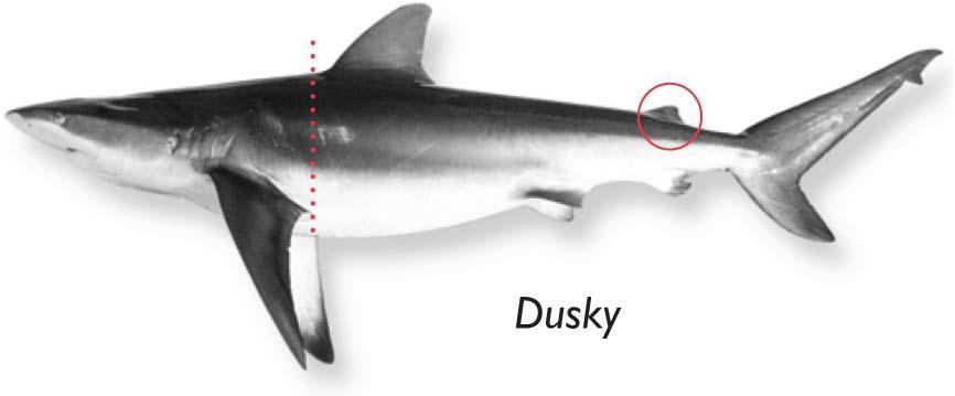 Atlantic Highly Migratory Species Amendment 5b - Dusky Shark Management Measures: Proposed Rule