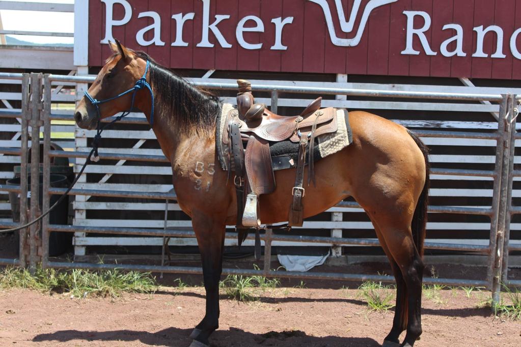 2015 parkers brown girl B5 31 B5 31 43 rides. This mare has been kind and gentle from the start.