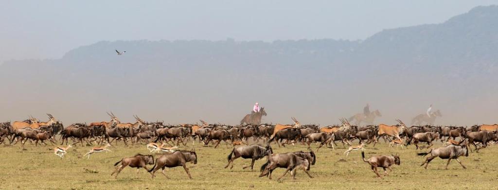 On any safari here you can usually expect to see abundant plains game - zebra, giraffe, wildebeest, hartebeest, topi, gazelle and impala, often in spectacularly large numbers - and you should also