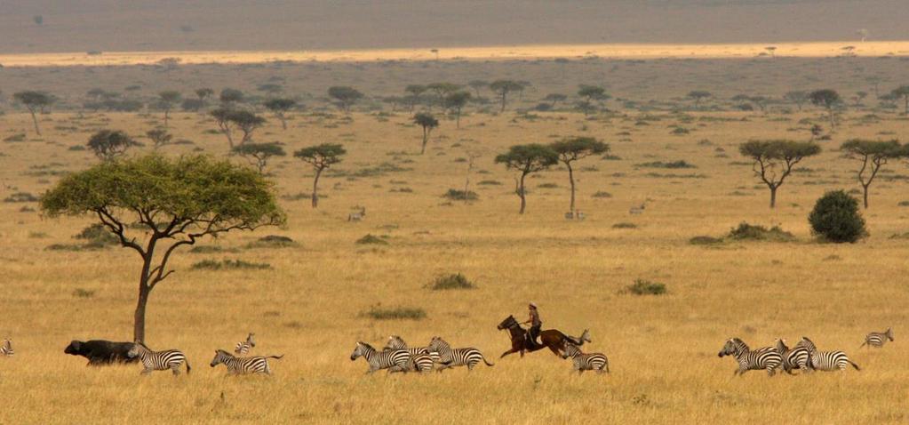 [5] Weather The Mara and Laikipia areas of Kenya where these safaris take place are quite high and daytime temperatures are generally very pleasant for riding at around 20-25 degrees Centigrade year