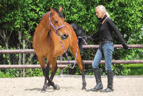 Commands and your body language must be so clear that it s easy for the horse to differentiate between the various tricks.
