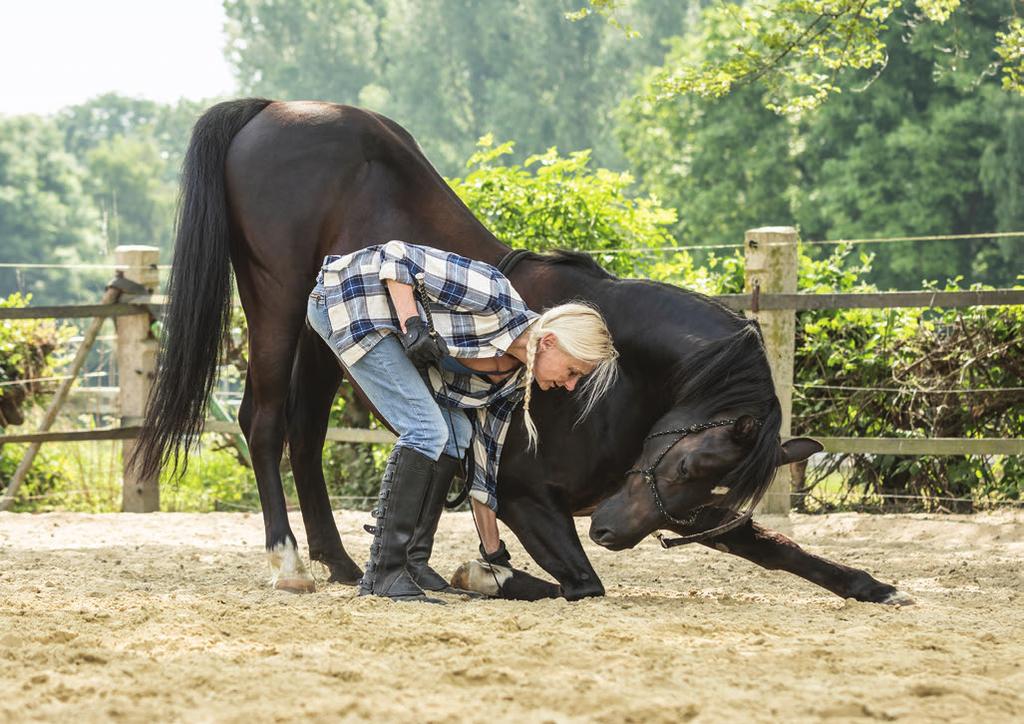 Playful, Fun, and Motivating Groundwork belongs in the basic training of every horse in every discipline. It is the basis for a good partnership.