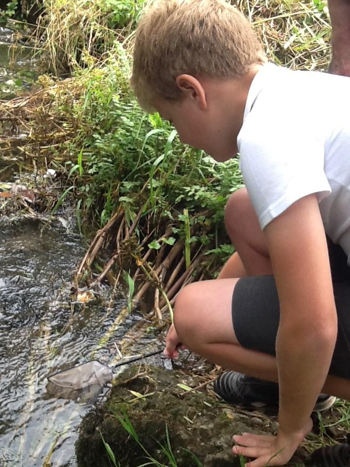 This project has been surprisingly easy for the schools and education centres to run, the elvers have progressed extremely well and the children have taken great delight in looking after these