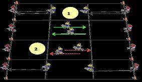 Activity 1 Passing & Moving Players are positioned on the markers as shown.