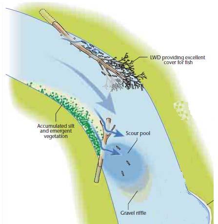 It is recommended that BFF use LWD to introduce habitat diversity to reaches of the river where channel constrictors were previously intended.