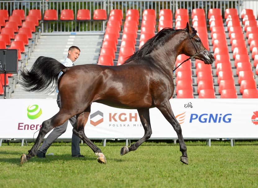Junior stallions sponsored by BANK POLSKI and