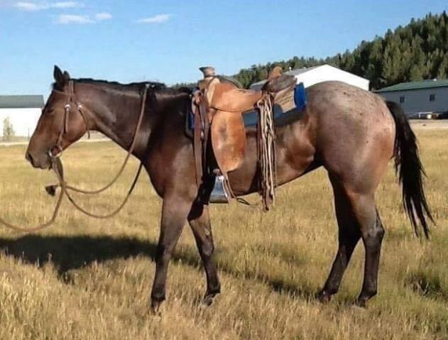 Hip #1 EASY MOON RUNNER 2013 AQHA Bay Roan Mare Nominated by Phillip and Laura Russell Trained by Jakob Avery NOTES Brains, size, and color what else could you ask for in a cow horse?
