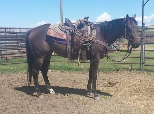 She neck reins, responds to leg cues and has a nice stop. Jessie makes riding long distances quick and smooth with her long stride.