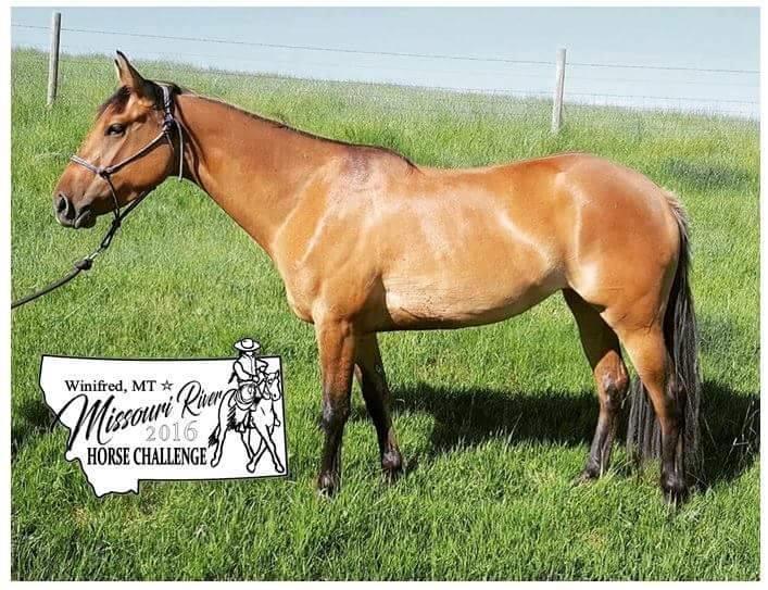 Hip #7 MISSOURI RIVER ROSE Hip #4 2013 AQHA Dun Mare Nominated by Dan Tresch Trained by Kelly Deaton MS BLACKBURN CHAMP 2012 AQHA Bay Mare Nominated by Carl and Stacy Fowler Trained by Katy Johnson