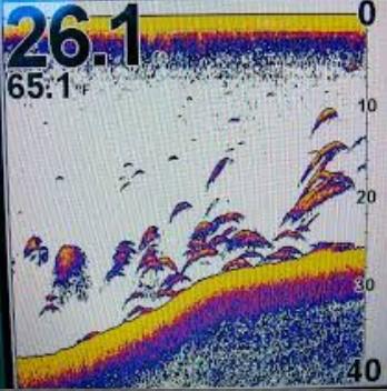 If you see this on your sonar drop a marker buoy at the side of the boat IMMEDIATELY! Below is an actual screen shot from Jeremy Goins boat on Kentucky Lake taken during last year s tournament.