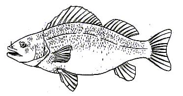 15. Label the lateral line on the external view (figure 1) of the fish. Figure 1 B. Internal Anatomy: Gill 16. Using your thumb, lift up the edge of the operculum and raise it up as far as possible.
